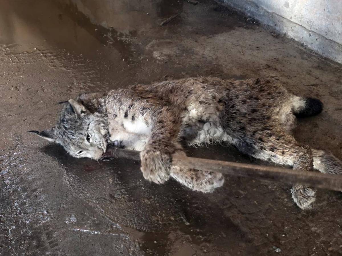 Sivas'ta arazide yaralı halde bulunan vaşak tedavi altına alındı