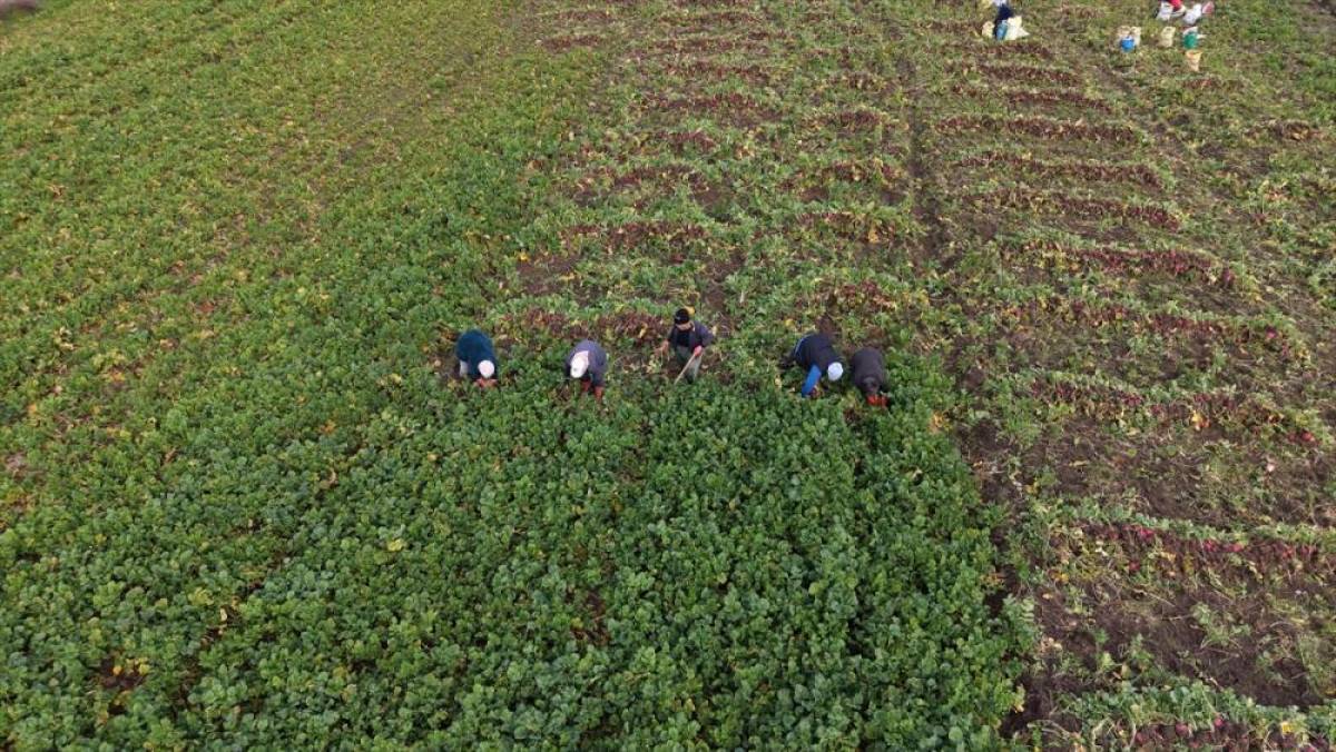 Samsun'un Ala&ccedil;am il&ccedil;esinde "Bedeş turpu"nun hasadı s&uuml;r&uuml;yor
