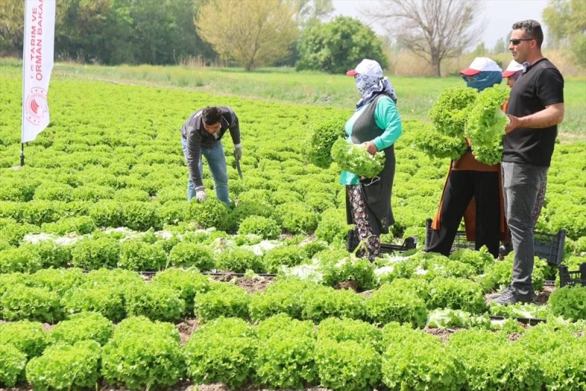 Iğdır'da yılın ilk hasadı marul tarlalarında yapıldı