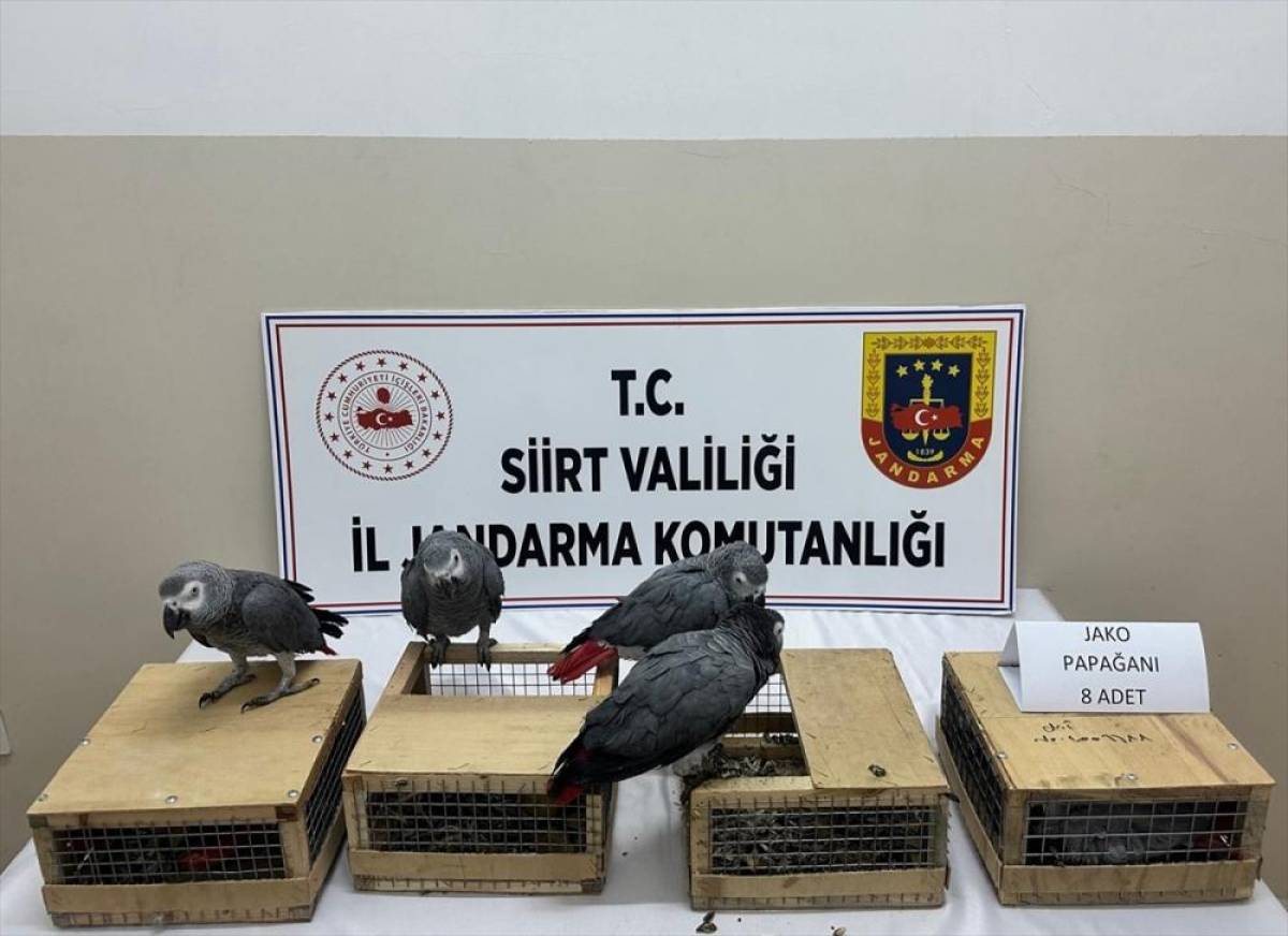Siirt'te bir ara&ccedil;ta 8 papağan ele ge&ccedil;irildi