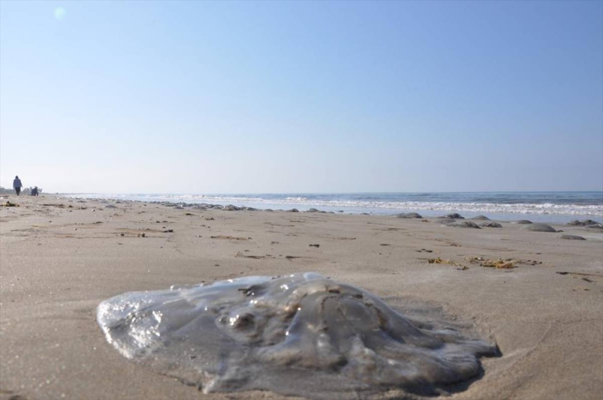Mersin sahillerinde &ouml;l&uuml; g&ouml;&ccedil;men denizanası g&ouml;r&uuml;l&uuml;yor