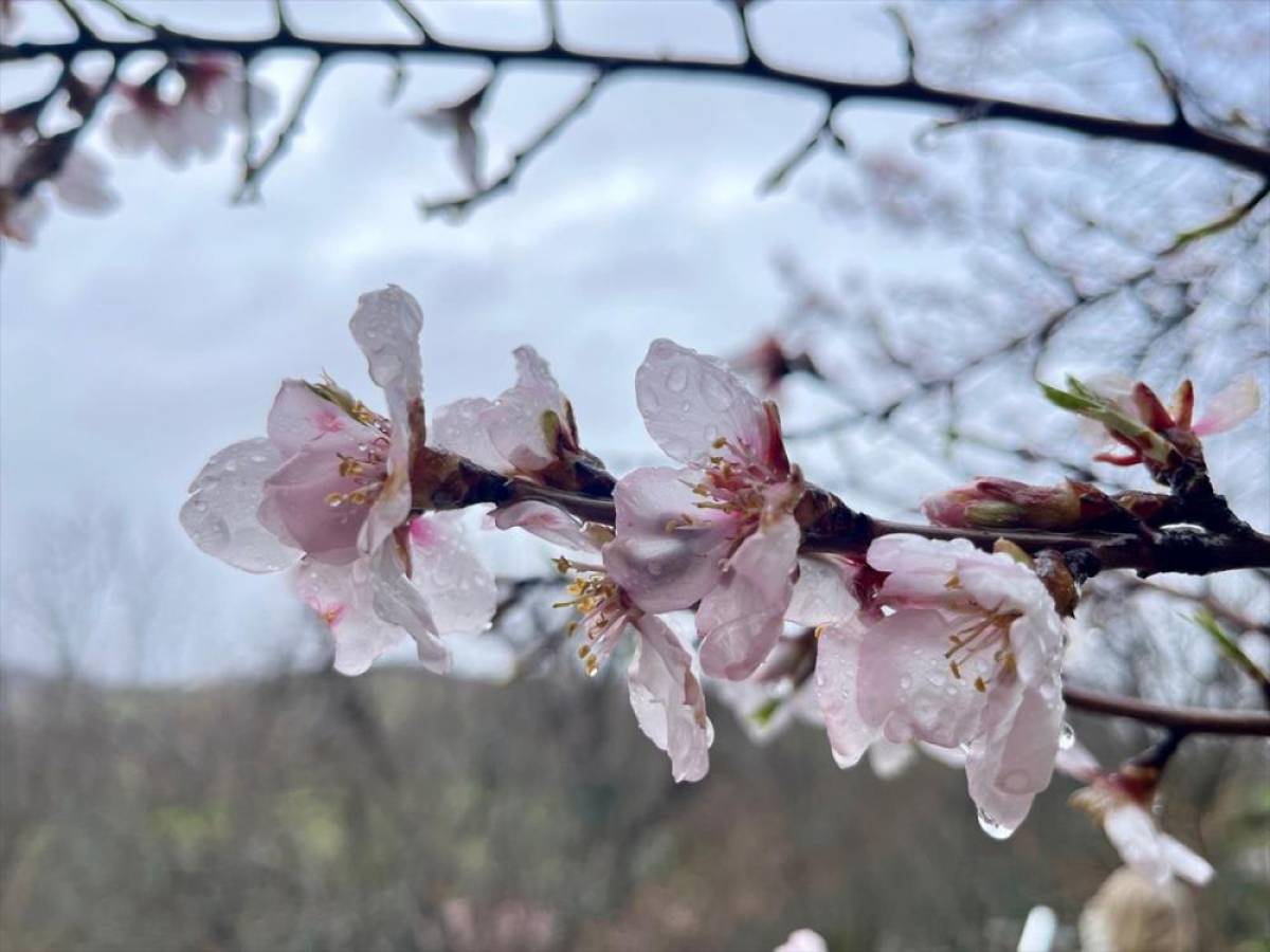 Hizan'da badem ağa&ccedil;ları &ccedil;i&ccedil;ek a&ccedil;tı