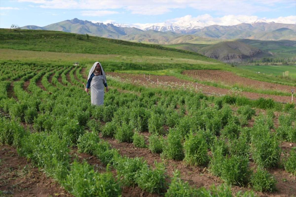 Bayburt'ta kadın &uuml;reticinin yetiştirdiği "tarhun" ihra&ccedil; ediliyor