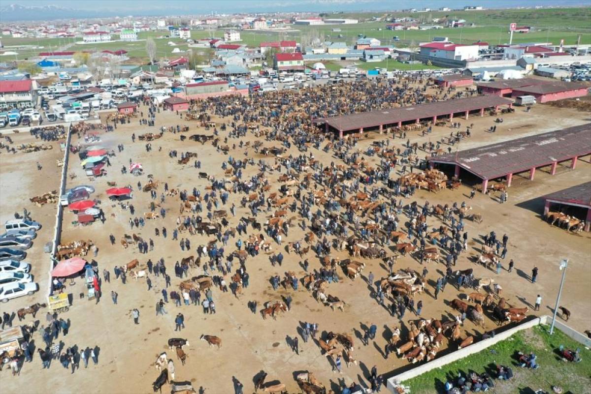 T&uuml;rkiye'nin &ouml;nemli hayvancılık merkezlerinden Ağrı'daki borsada Kurban Bayramı &ouml;ncesi hareketlilik arttı