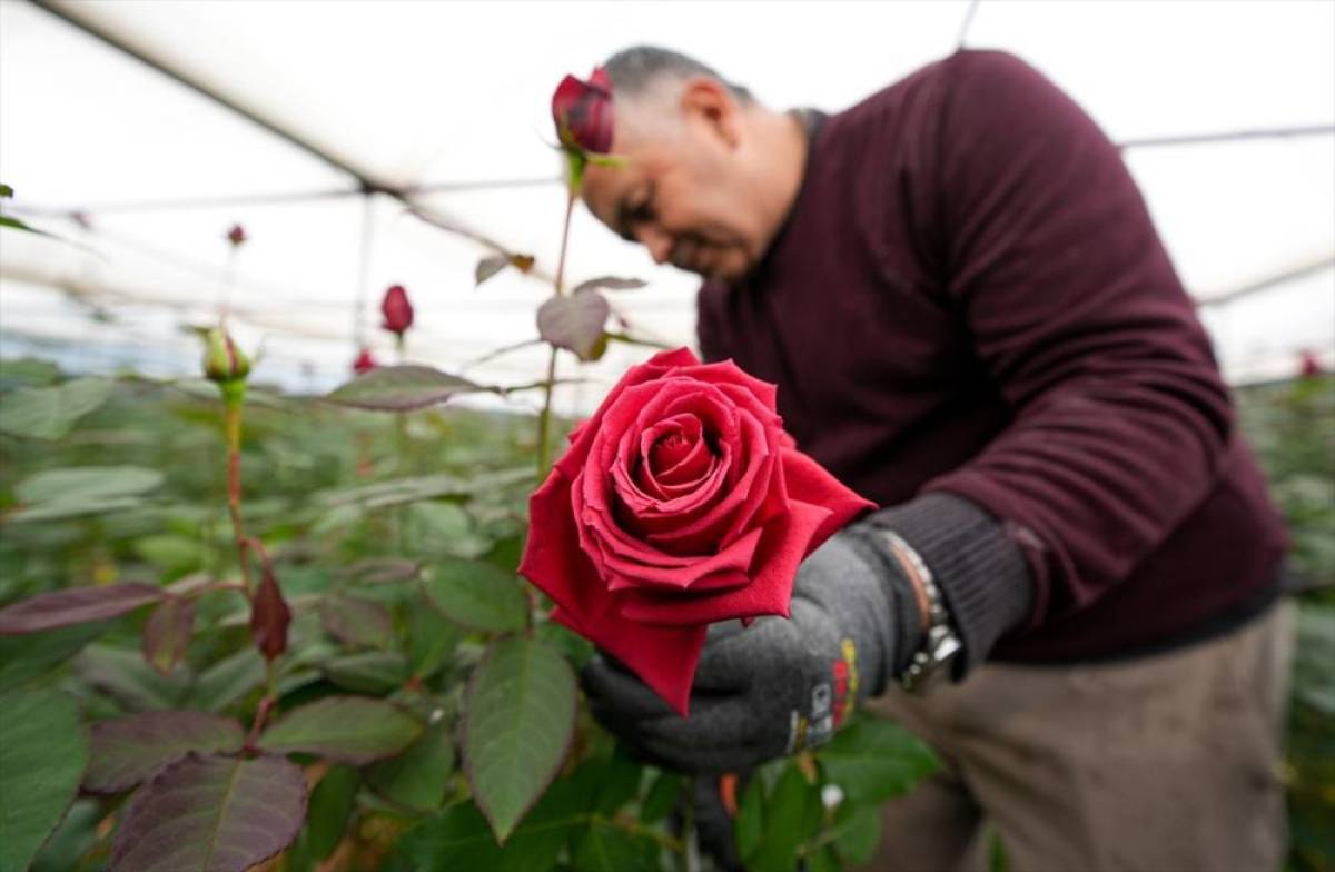 İzmir'de g&uuml;l yetiştirilen seralarda Sevgililer G&uuml;n&uuml; mesaisi