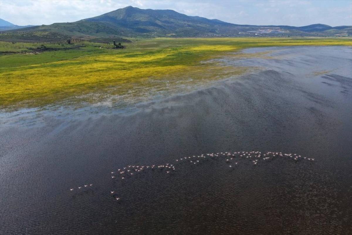 Marmara G&ouml;l&uuml; yıllar sonra yeniden g&ouml;&ccedil;men kuşları ağırlıyor