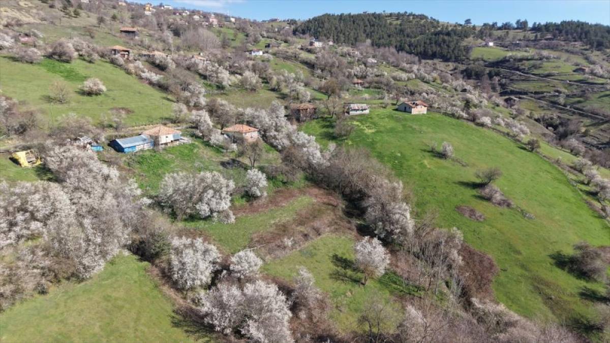 Kızlan mevkisinde meyve ağa&ccedil;ları &ccedil;i&ccedil;ek a&ccedil;tı