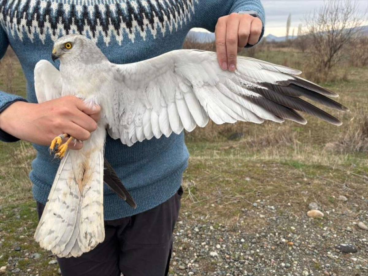 Iğdır'dan uydu vericiyle takibe alınan bozkır delicesi 4 g&uuml;nde Azerbaycan'a u&ccedil;tu