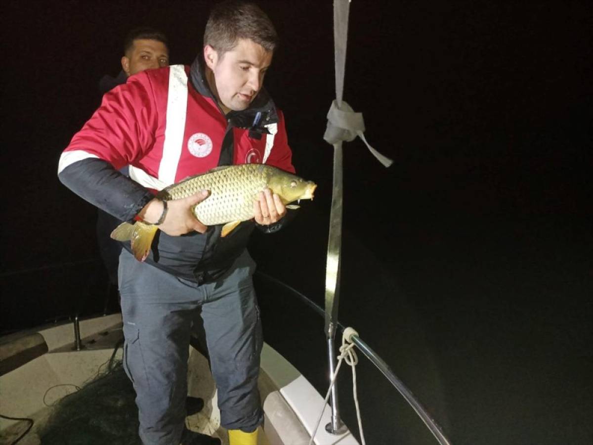 Misina ağıyla ka&ccedil;ak olarak yakalanan 60 kilo sazan g&ouml;le salındı