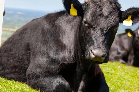 &ldquo;Kırsalda Bereket&rdquo;te 9. etap... Gebe d&uuml;ve dağıtımları başlıyor