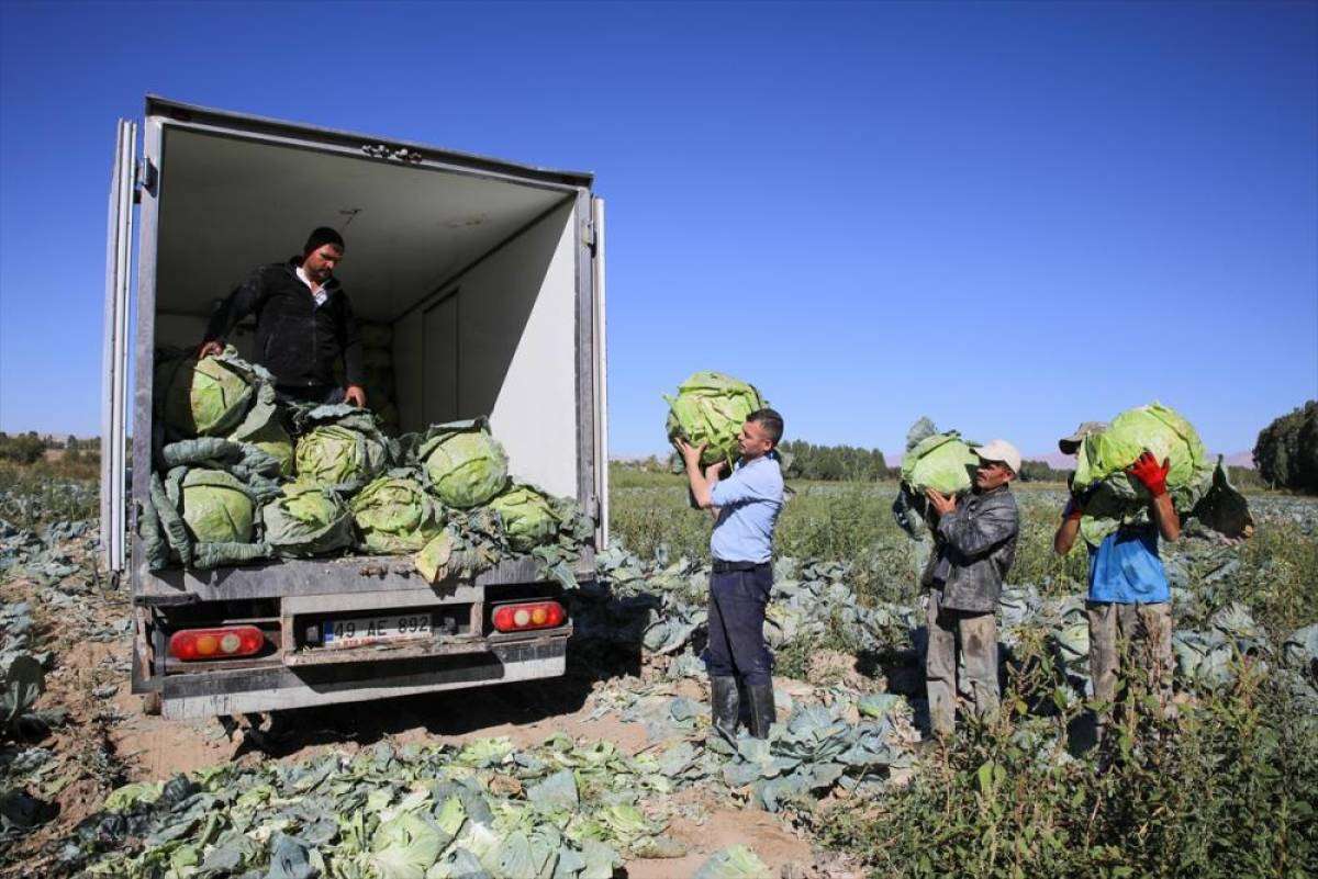"Erciş lahanası" coğrafi işaret belgesi aldı