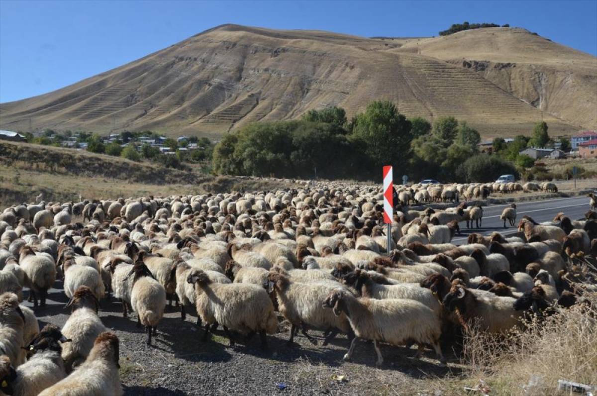 Muş'ta göçerler havanın soğumasıyla dönüş yolculuğuna başladı