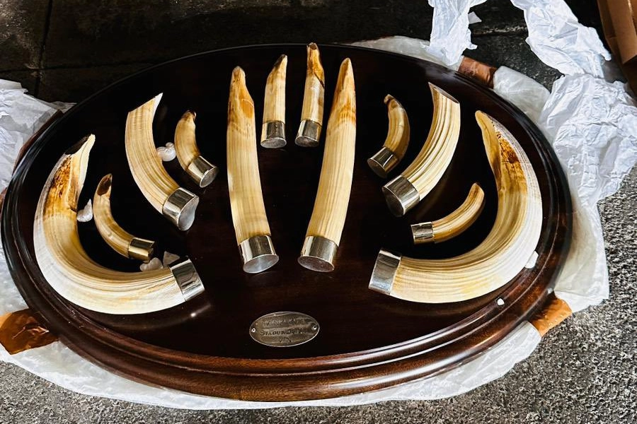 Trabzon'da yaban hayatı ka&ccedil;ak&ccedil;ılığı... 19 kargo ele ge&ccedil;irildi!