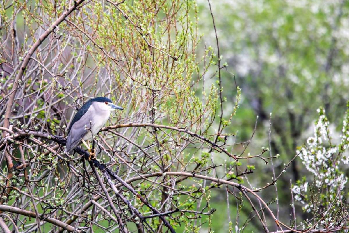 G&ouml;&ccedil;men kuşlar Van'daki sulak alanlara gelmeye başladı