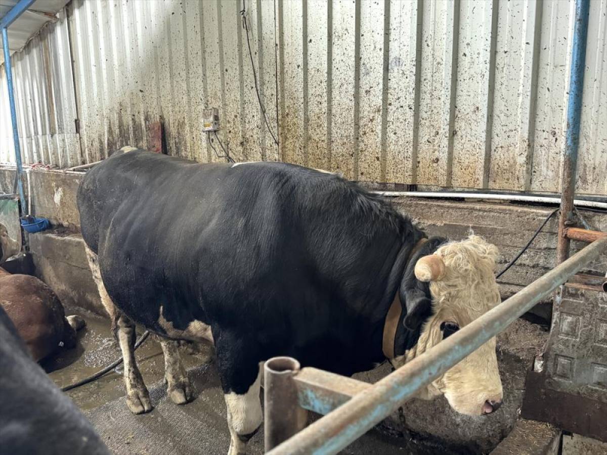 Sakarya'da birer tonluk iki tosun, 380 ile 410 bin liradan alıcı buldu