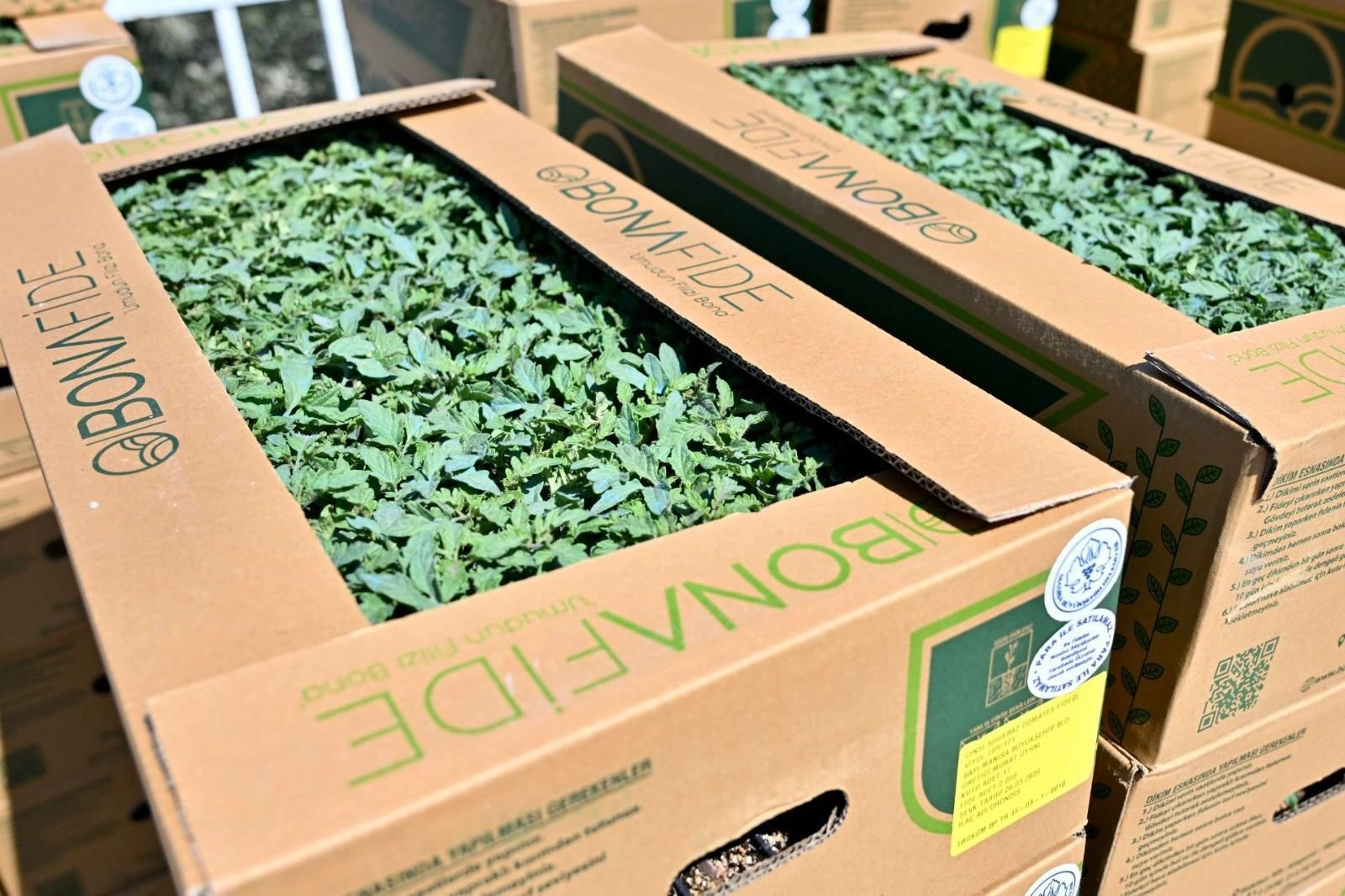 Manisa G&ouml;rdes&rsquo;te &uuml;reticinin y&uuml;z&uuml; g&uuml;ld&uuml;... Fideler bereketli toprakla buluşuyor