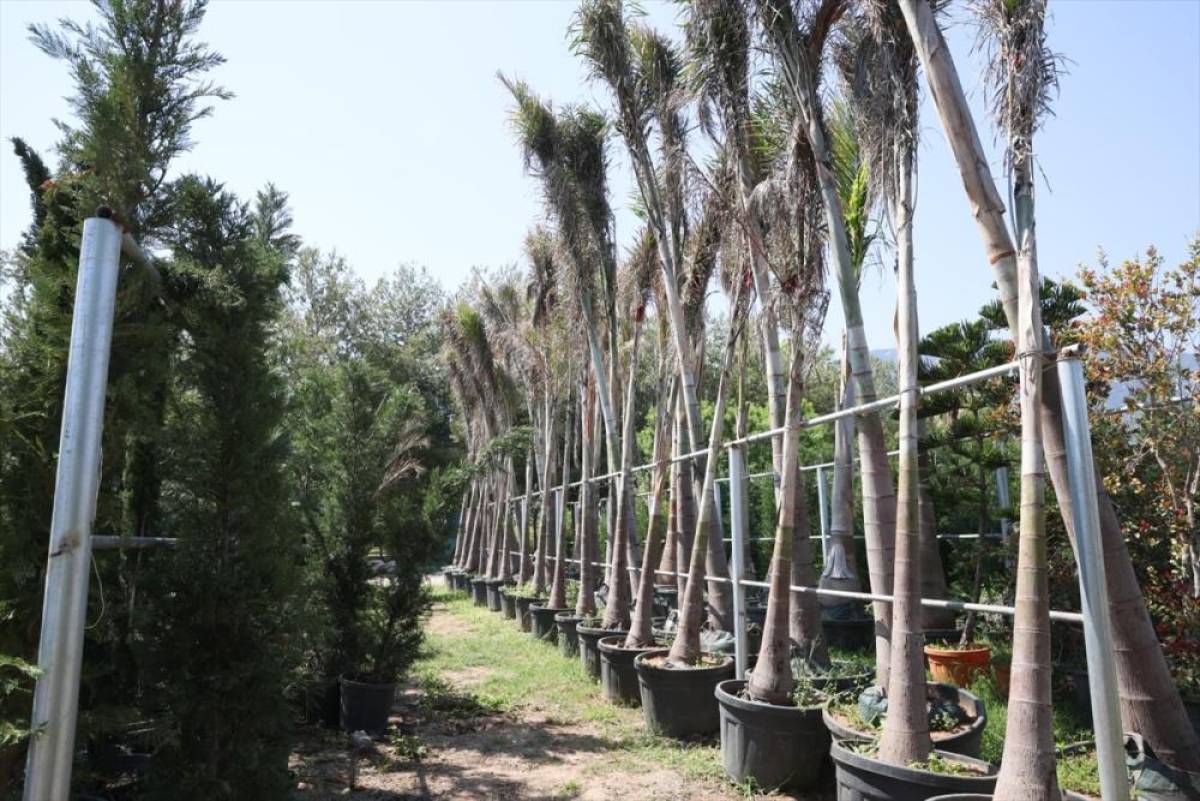 KKTC'de daha &ouml;nce ithal edilen s&uuml;s bitkileri artık yerli imkanlarla &uuml;retiliyor