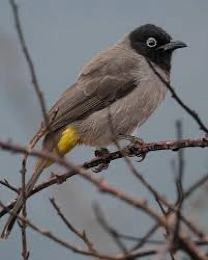 Adana'da ağa&ccedil;lardan d&uuml;şen narenciyelerle beslenen Arap b&uuml;lb&uuml;lleri g&ouml;r&uuml;nt&uuml;lendi