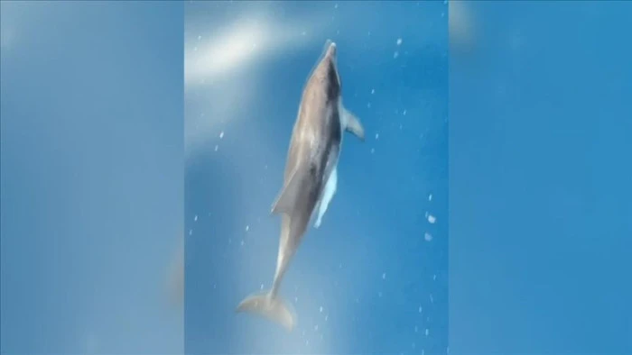 Alanya'da tur teknesine eşlik eden yunuslar g&ouml;r&uuml;nt&uuml;lendi