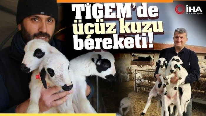 Amasya'da kuzularla annelerinin buluşması renkli g&ouml;r&uuml;nt&uuml;ler oluşturdu