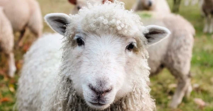 Annesi &ouml;ld&uuml;kten sonra sahip &ccedil;ıkarak b&uuml;y&uuml;tt&uuml;ğ&uuml; koyunla arkadaş oldu