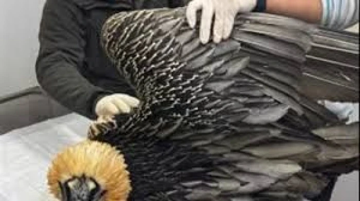 Artvin'de tedavi edilerek doğaya salınan sakallı akbabanın durumu yakından izleniyor