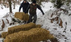 Bolu'da yılkı atları için karla kaplı arazilere yem bırakıldı