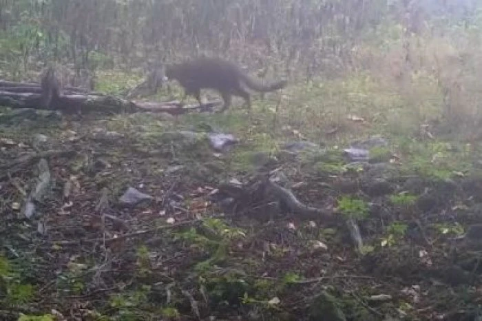 Bursa'da ormanda y&uuml;r&uuml;yen anne yaban kedisi ve yavruları fotokapanla g&ouml;r&uuml;nt&uuml;lendi