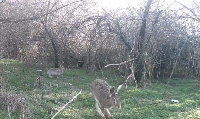&Ccedil;ankırı'da metruk evde &ccedil;ıkan yangında mahsur kalan kedi yavruları kurtarıldı