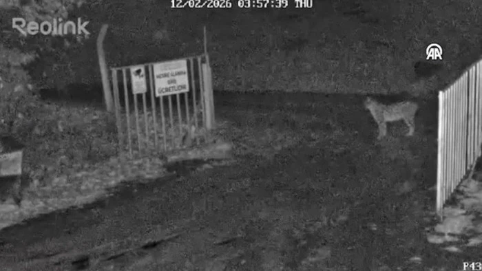 &Ccedil;orum'da Avrasya vaşağı cep telefonu kamerasıyla g&ouml;r&uuml;nt&uuml;lendi