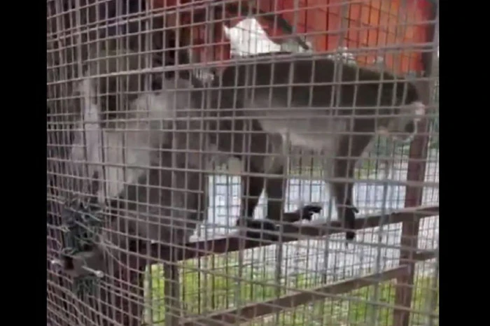 Denizli'de &uuml;&ccedil; &ouml;r&uuml;mcek maymunu koruma altına alındı