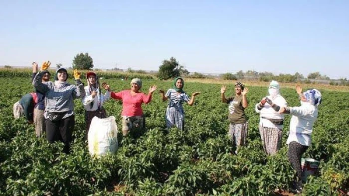 Edirne'de Karaağa&ccedil; acı biberinin hasadı yapıldı