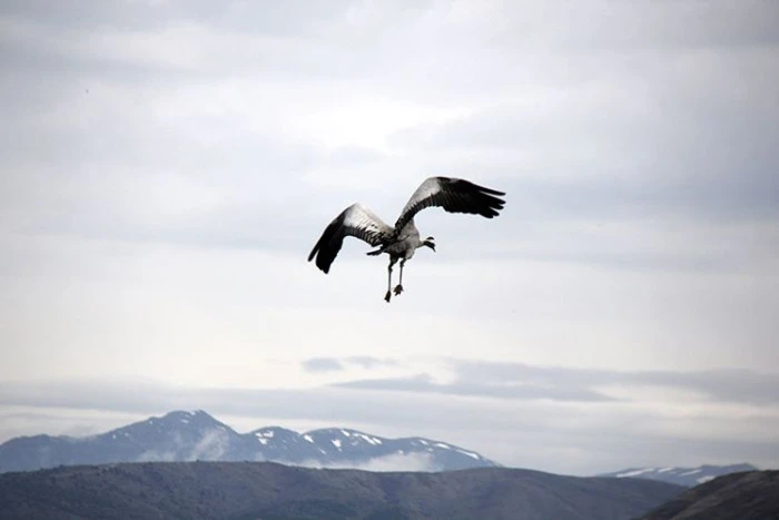 Hafik G&ouml;l&uuml; kenarında turna ve yaban kazlarının karda yiyecek arayışı g&ouml;r&uuml;nt&uuml;lendi
