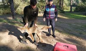 Jandarmanın bulduğu yaralı hayvanlar koruma altına alındı