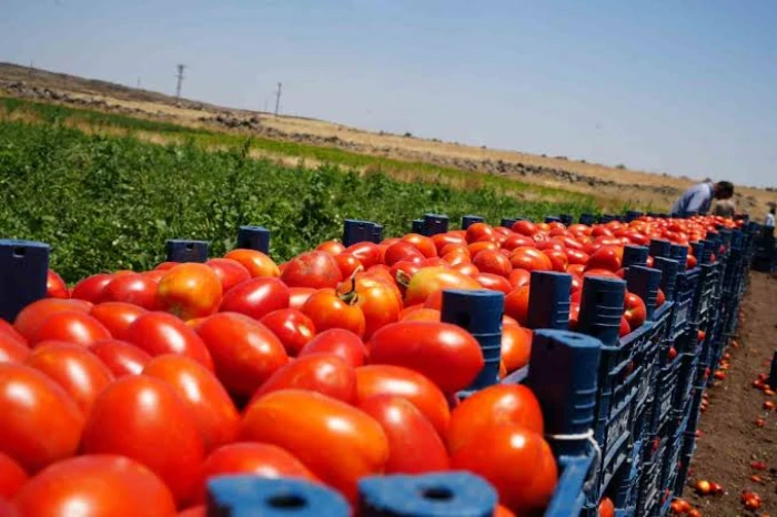 Kilis'te yaklaşık 5 bin dekar alanda yetiştirilen domateste hasat başladı