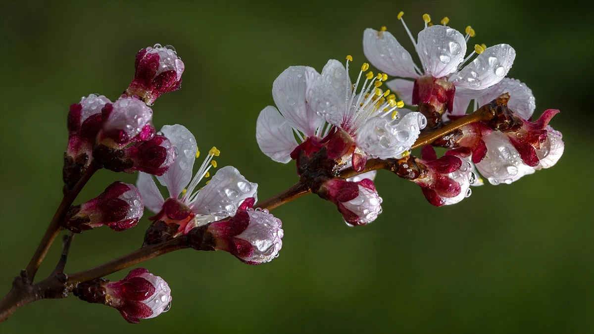 Malatya&rsquo;da, kayısı ağa&ccedil;larının &ccedil;i&ccedil;ek a&ccedil;masıyla yeni sezon i&ccedil;in umutlar yeşerdi.