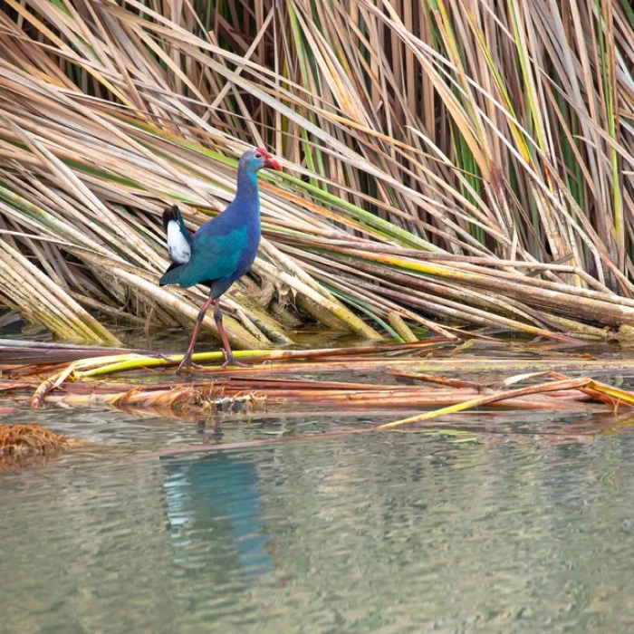 Nadir g&ouml;r&uuml;len saz horozları Mersin'deki G&ouml;ksu Deltası'nda kayda alındı