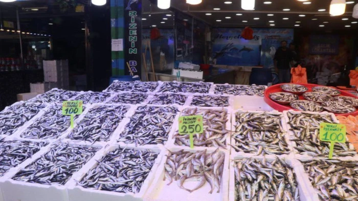 Rize'de istavrit ve hamsinin kilogramı 100 liradan satıldı