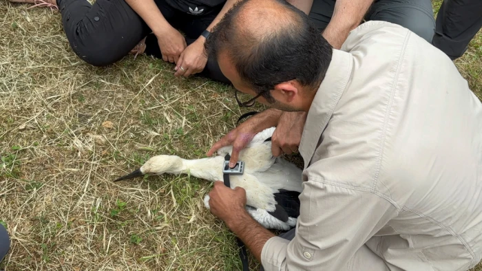 Sinop'ta vericilerle izlenen leyleklerden ikisi Mısır'a ulaştı