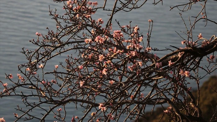 Tekirdağ'da badem ağa&ccedil;ları &ccedil;i&ccedil;ek a&ccedil;tı