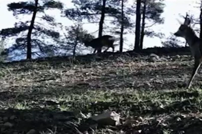 Tekirdağ'da karacalar fotokapanla g&ouml;r&uuml;nt&uuml;lendi