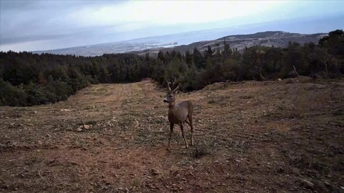 Tekirdağ'da yaban hayatı fotokapanla g&ouml;r&uuml;nt&uuml;lendi