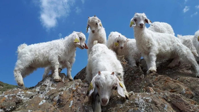 T&uuml;rkiye'de ıslah projeleri yerli ke&ccedil;i ırklarında sayıyı artırıyor