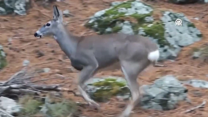 Uludağ'da ormanda zıplayarak dolaşan karaca g&ouml;r&uuml;nt&uuml;lendi