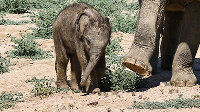 Washington'daki hayvanat bah&ccedil;esinde yaklaşık 25 yıl sonra ilk Asya fili doğdu