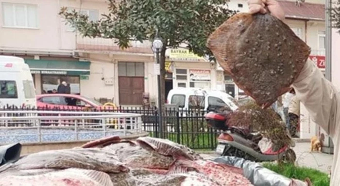 Yasa dışı avlanan 1,8 ton kalkan balığına el konuldu
